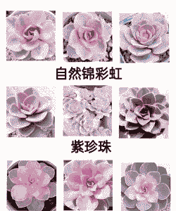 紫珍珠多肉的养殖方法和注意事项