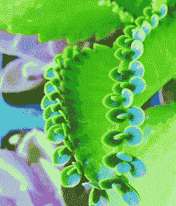 落地生根喜欢什么温度