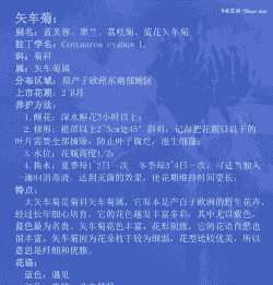 矢车菊的花语是什么