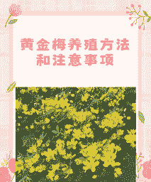 金梅花养殖方法和注意事项