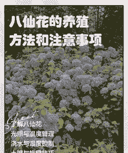 八仙花的养殖方法和注意事项