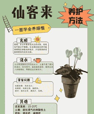 仙客来花的养殖方法和注意事项