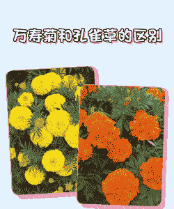 菊花喜阴还是喜阳的植物