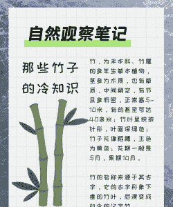 竹子的特性