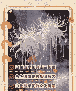 白色彼岸花的花语是什么