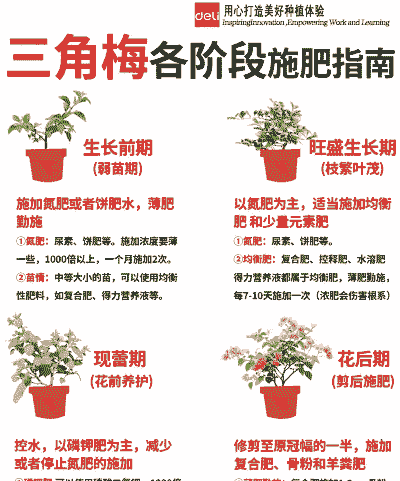 花肥怎么施更有效果