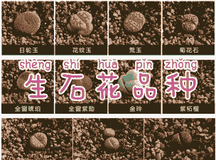 生石花常见品种