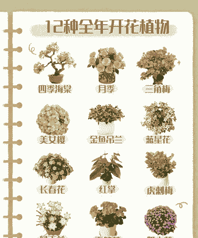 有哪些花长年开花