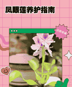 凤眼莲的养殖方法