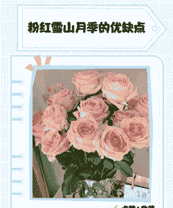粉红雪山月季的优缺点是什么