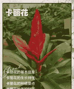 卡丽花怎么养长的好