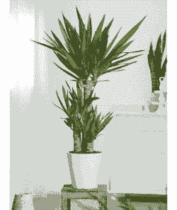 什么植物没太阳可以种