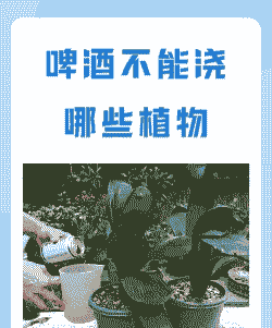 啤酒不适合浇哪些绿植