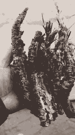 2024年红景天多少钱一斤 2024年红景天多少钱一斤