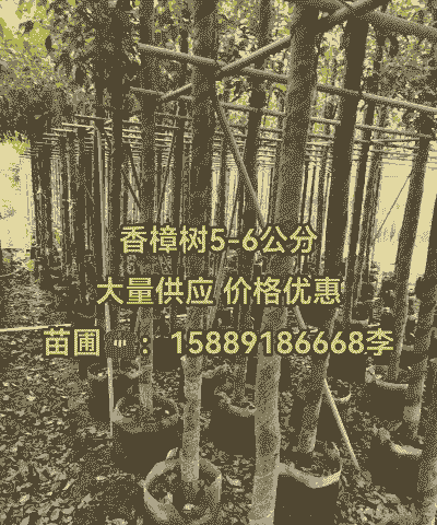 香樟树栽培价值