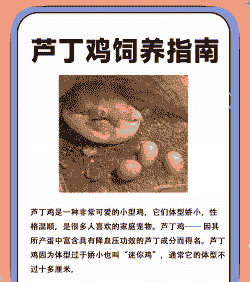 鹌鹑的养殖方法和注意事项