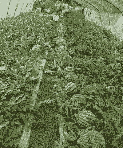 西瓜种植技术