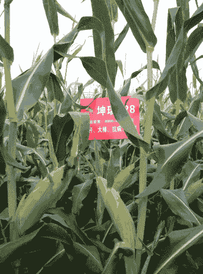 2020年国审矮杆大棒玉米品种
