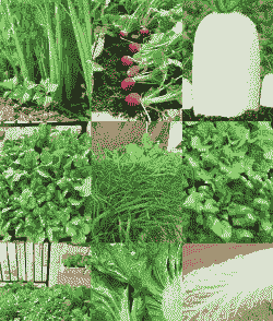 10度可以种什么蔬菜