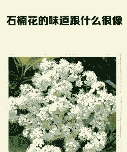 石楠花有哪些味道