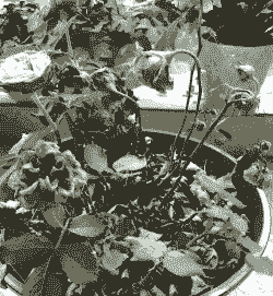 春季有哪些花枯萎