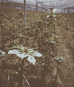 重楼种植技术与栽培管理