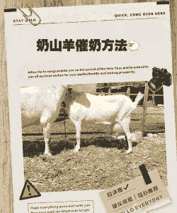 羊催奶有什么好办法