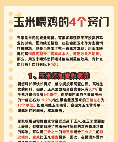 玉米喂鸡的窍门