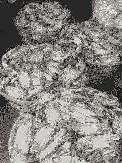 梭子蟹可以人工养殖吗