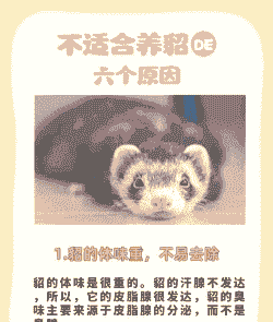 雪貂的描述和物理特性