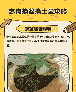 多肉换盆不换土可以吗