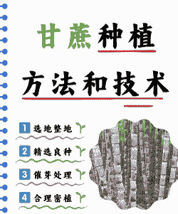 甘蔗怎么种植养护 甘蔗怎么种植养护