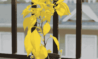 叶黄的花用什么浇水