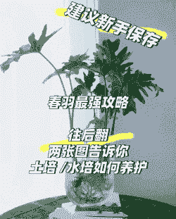 春羽用什么土养