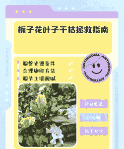 栀子花整株都干枯了怎么办