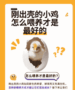 刚出生的小鸡怎么喂养