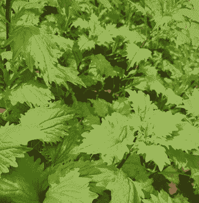 翠菊的叶子什么样