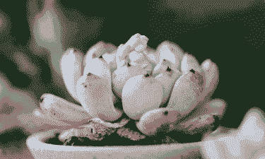 多肉喜欢太阳吗 多肉喜欢太阳吗