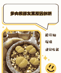 多肉发黑是怎么回事 多肉发黑是怎么回事