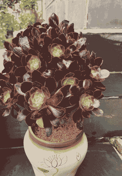 多肉法师耐高温多少度 多肉法师耐高温多少度