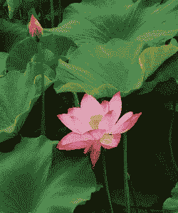 荷花开花长什么样 荷花开花长什么样