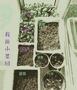 怎么种植盆栽蔬菜 怎么种植盆栽蔬菜