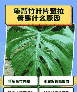 龟背竹耷拉是为什么 龟背竹耷拉是为什么