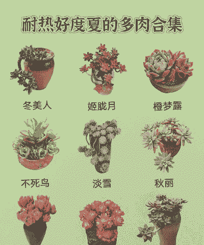 不怕高温的多肉有哪些 不怕高温的多肉有哪些