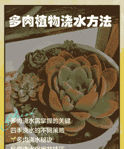 多肉的养殖方法和浇水量 多肉的养殖方法和浇水量