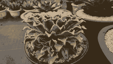 多肉饺子皮夏天休眠吗 多肉饺子皮夏天休眠吗