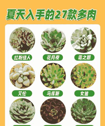 夏天多肉怎么养 夏天多肉怎么养