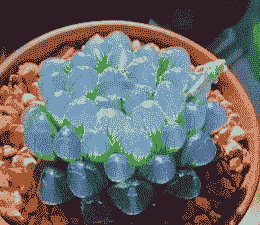 蓝色的多肉品种有哪些 蓝色的多肉品种有哪些