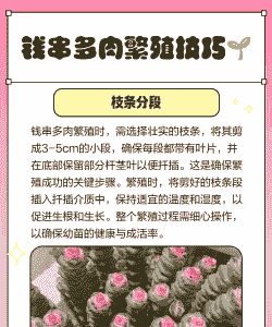 多肉怎么繁殖 多肉怎么繁殖