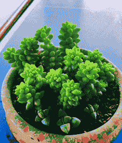 翡翠景天的养殖方法和注意事项 翡翠景天的养殖方法和注意事项